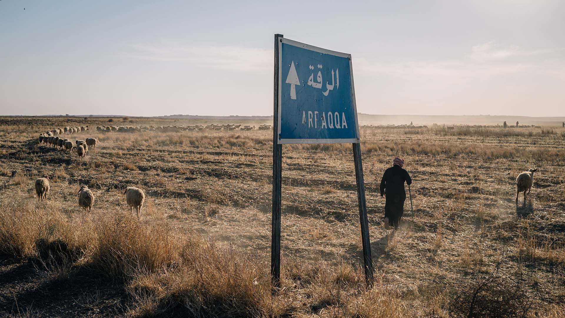 The photograph captures a signboard displaying the name of Raqqa, while in the background, a shepherd tends to his flock of sheep.