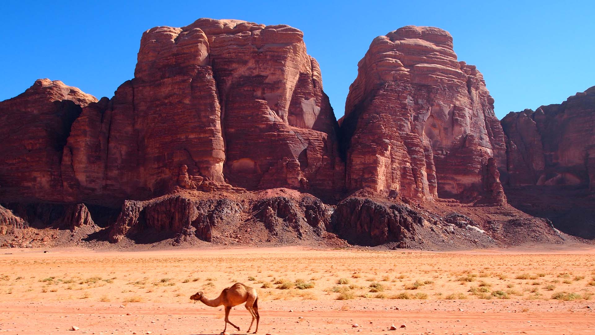Travel to Jordan: A panoramic photograph immortalizes the awe-inspiring Wadi Rum, where a camel commands attention in the foreground, while towering cliffs serve as a dramatic backdrop.