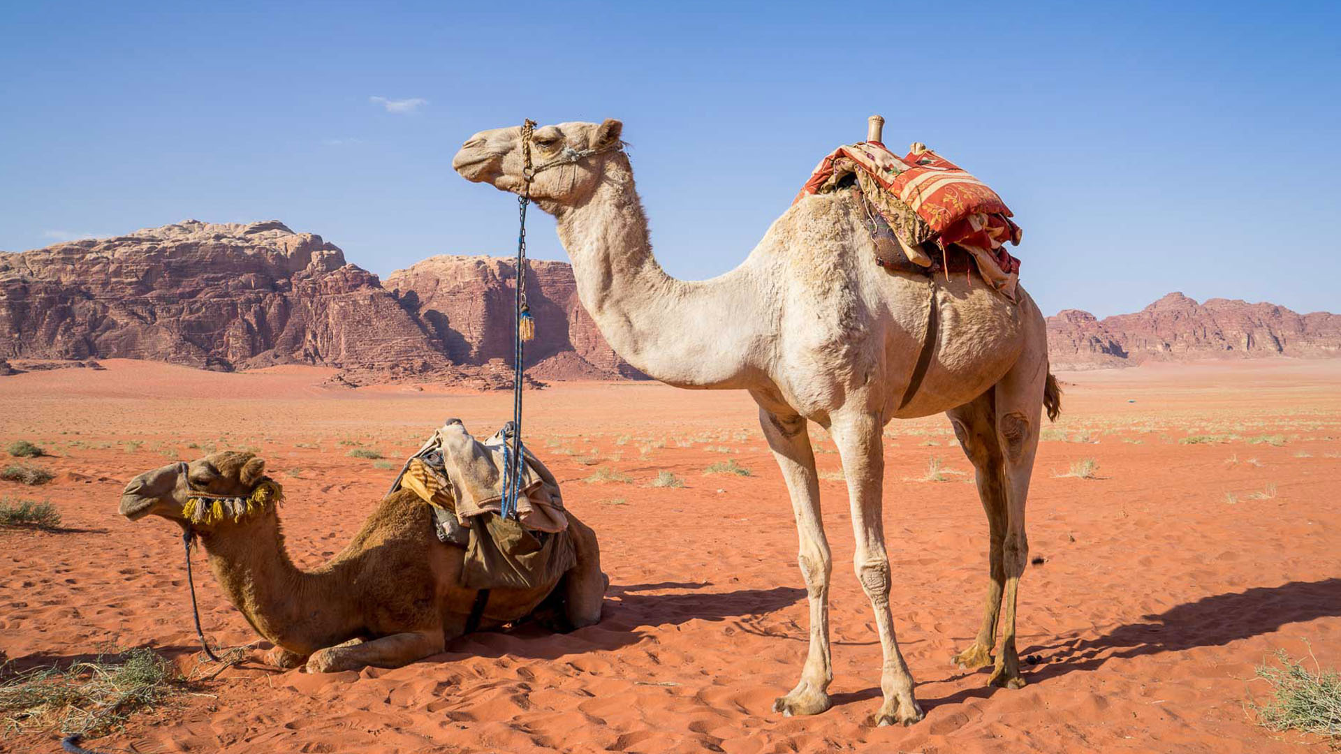Jordan Desert: In this panoramic photograph, the captivating Wadi Rum serves as the backdrop, while two camels take center stage, gracefully positioned against the majestic mountains.